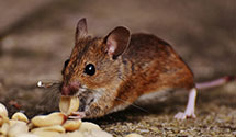 24 Hour & Emergency Exterminators in Collettsville, NC